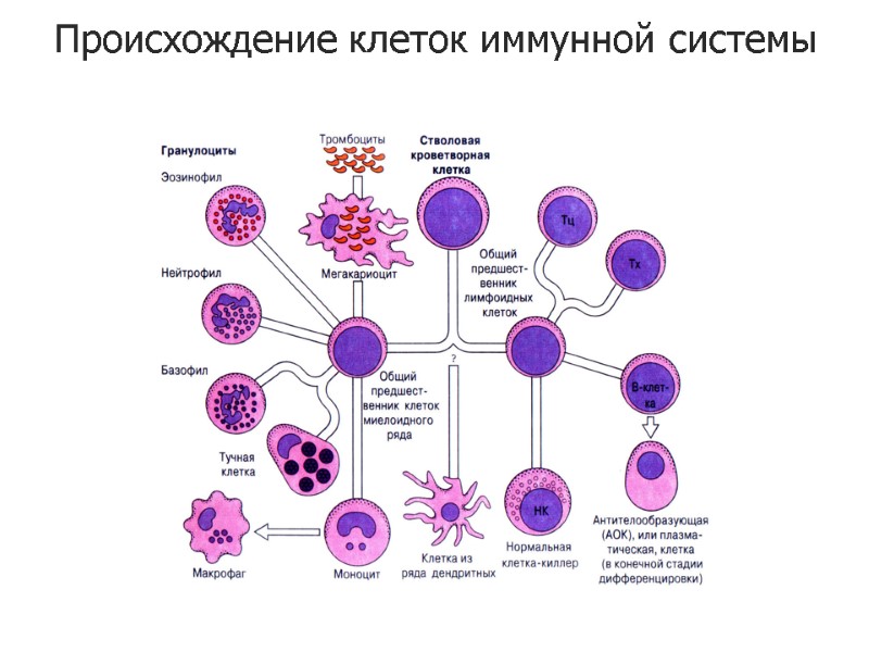 Происхождение клеток иммунной системы